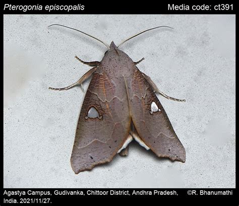 Pterogonia episcopalis Swinhoe, 1891 - | Moths