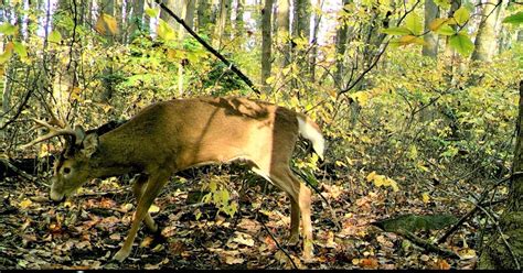 PA Game Commission issues 4,400 extra doe tags for CWD area that covers ...