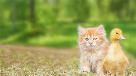 Mystery Science Lessons Today 的图像结果