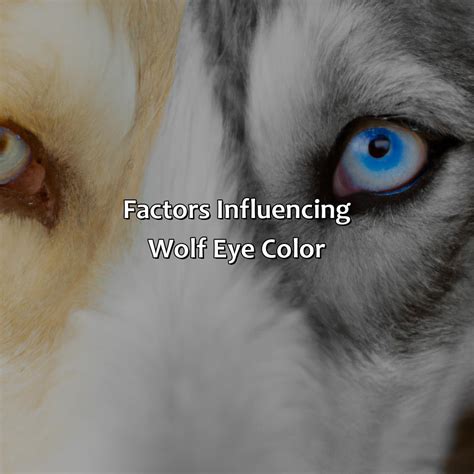 What Color Are Wolves Eyes - colorscombo.com