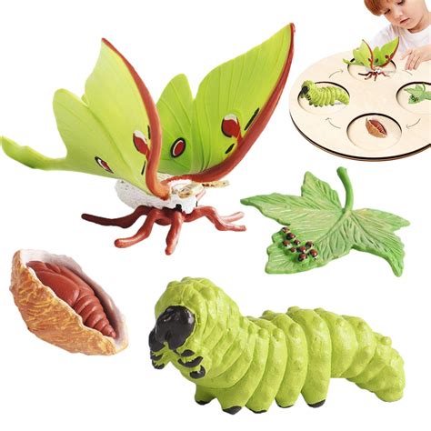 Buy Insect Life Cycle Figurines | Tasteless Life Cycle Figurines Set ...