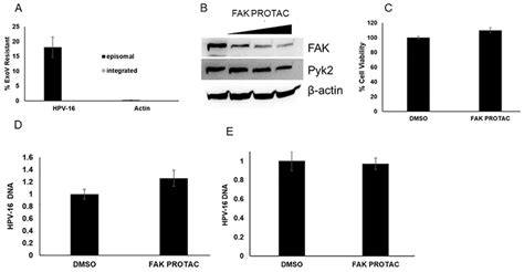 Focal Adhesion Kinase Binds to the HPV E2 Protein to Regulate Initial ...