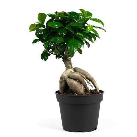 Ficus Microcarpa | Indoor Low Maintenance Plant with Glossy Green ...