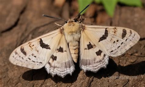 Image result for Gypsy Moth