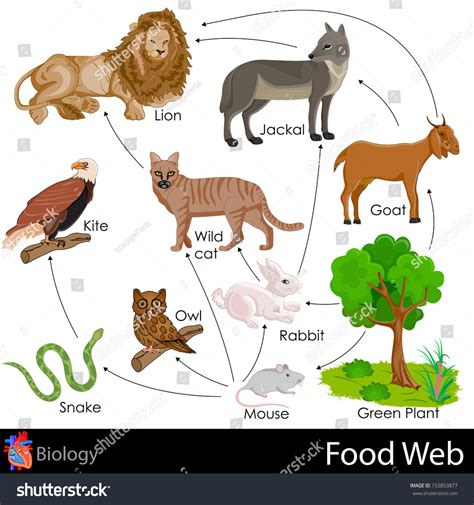 Food Chain Of Lions at Jimmy Ashman blog