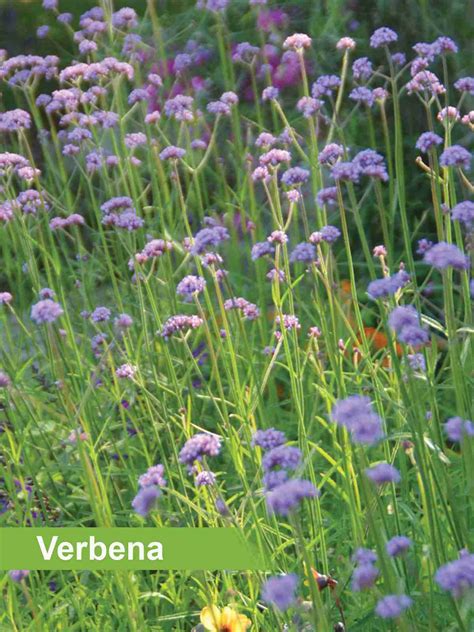 Deer Resistant Annuals in Wisconsin | Heyden's Gardens