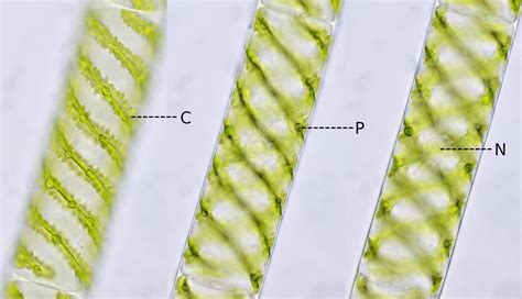 Spirogyra Under Microscope SPIROGYRA Cf. COMMUNIS
