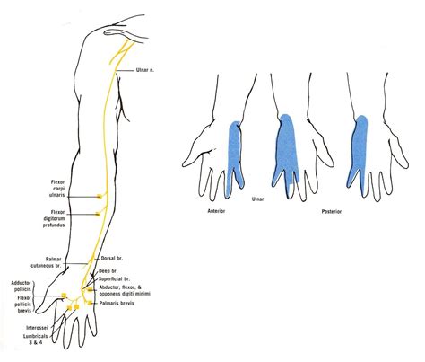 Ulnar Nerve Sensory Distribution