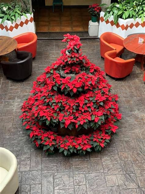 EL CARMEN HOTEL & RESTAURANTE (Antigua) - Hotel Reviews, Photos, Rate ...