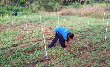 UFO Paddy Translocation at SPK-CHN - Self4Society