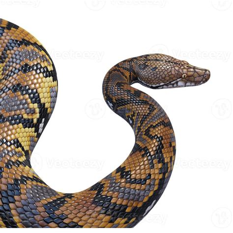 Image result for Reticulated Python Art