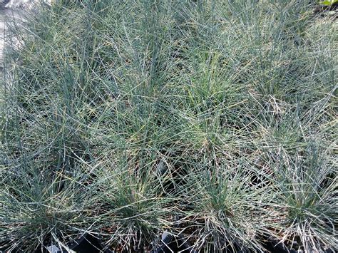 Festuca idahoensis 'Siskiyou Blue' - Linda Vista Native Plants