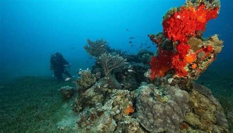 Enjoy Scuba Diving In Jordan To Witness The Beauty Of The Sea!