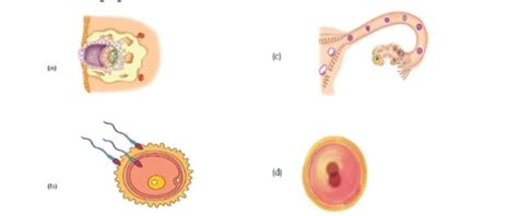 arrange the stages of development of the human baby in a sequence of ...