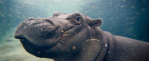 After Harambe, Cincinnati Zoo Now Trends Fiona The Hippo With Exclusive ...