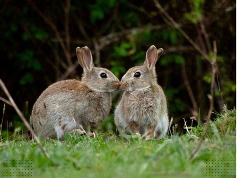9 Spiritual Meanings of Seeing 2 Rabbits and Symbolism - What Spiritual