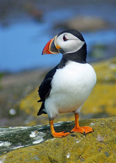 Climate Change Spells Peril for Puffins (Updated) • The National ...