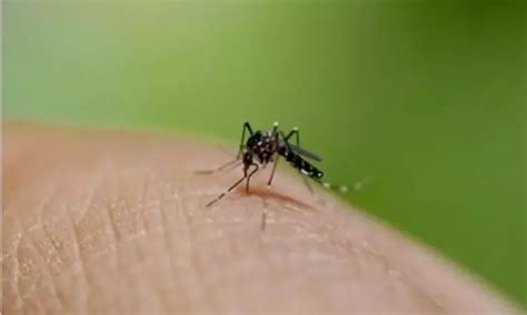 Mosnodenvir provides Dose-Dependent Protection Against Dengue infection ...