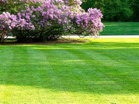 7 lawn care tips | Love The Garden