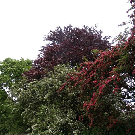 DARENTH WOODS (2026) All You Need to Know BEFORE You Go (with Photos ...