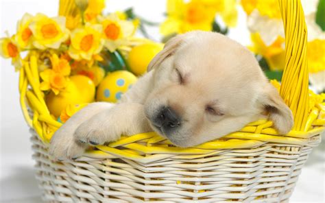 Image result for Springtime Animals