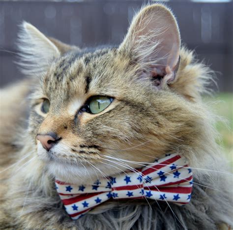 It’s Caturday! | Stella's Place