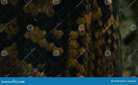 Image result for Reticulated Python Scales