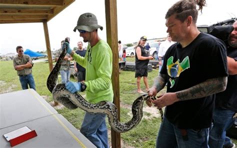 Image result for Florida Burmese Python Hunters