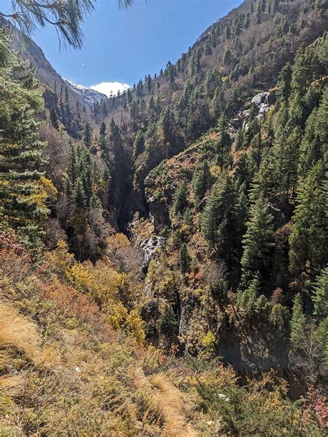 Running Into Snow Leopards At Rudragaira | Nature inFocus