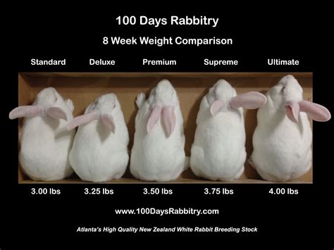Size Of Rabbit