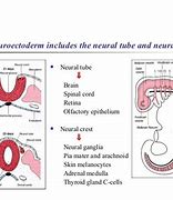 Image result for neuroectoderm