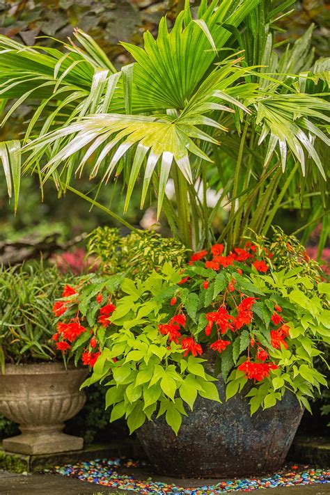 Outdoor Tropical Plants For Containers