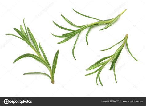 Rosemary Leaves In Spanish at Sean Swick blog