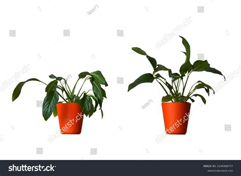 3,770 Healthy Wilting Plant Images, Stock Photos & Vectors | Shutterstock