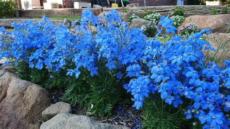 Blue Delphinium Flowers