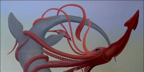 Giant Squid Drawing