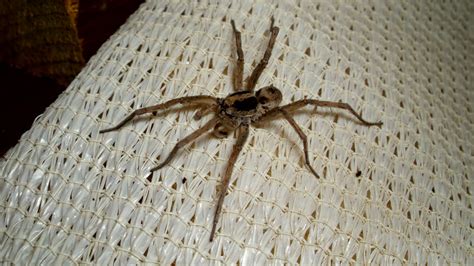 Wolf Spiders in Michigan: Types, Pictures, Bite, and More
