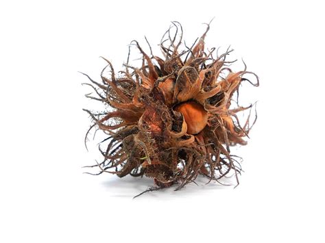 Image result for Hazelnut Tree Nut