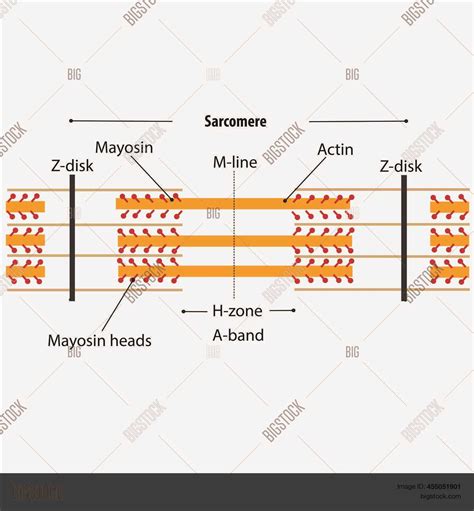 Unlocking the Secrets of Sarcomere Coloring: Your Ultimate Answer Key