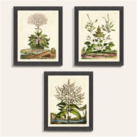 Garden Herbs Botanical Framed Art Print Series