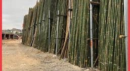 竹子建站在哪里 的图像结果