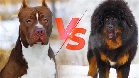 杜高犬vs藏獒战斗力数据对比，看完就知道哪个打架更厉害-宠物主人