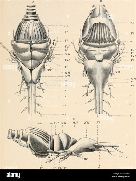 . Comparative anatomy of vertebrates. Anatomy, Comparative; Vertebrates ...