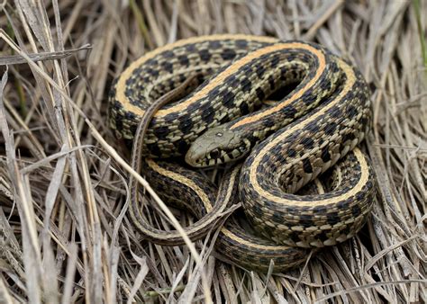 Plains Garter Snake (Thamnophis radix) | Garter snake, Cute reptiles, Snake