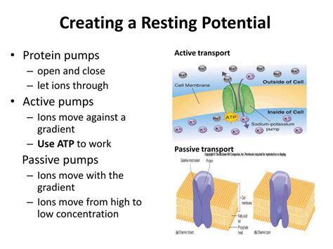 Image result for Resting potential Definition