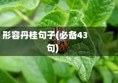 形容丹桂句子(必备43句)