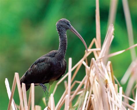 Glossy ibis | bird | Britannica