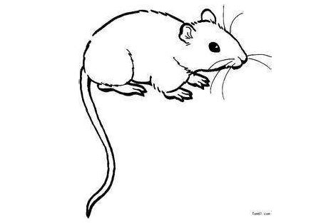 家里有老鼠有什么预兆 家里进老鼠是什么预兆