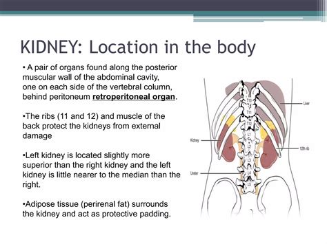 Renal System Anatomy | PPTX