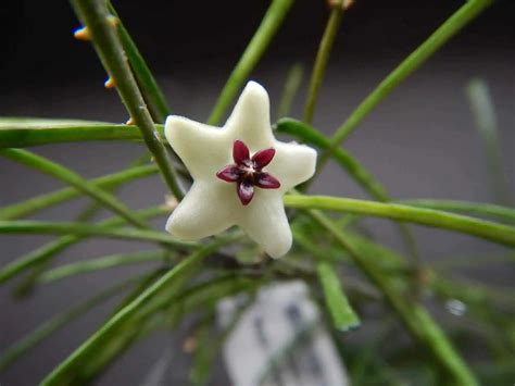 17 Attractive Hoya Varieties to Grow Indoors (With Pictures) - Hort Zone